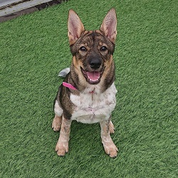 関西 ペット同伴可 愛犬と一緒に泊まれるキャンプ場5選 キャンプ情報メディア キャンプバルーン