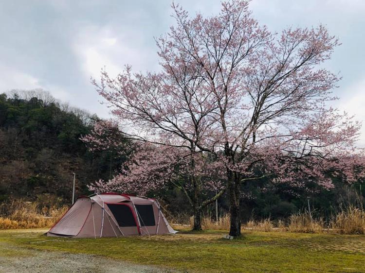 関西7選 キャンプも花見も楽しみたい 花見もできるキャンプ場を一挙紹介 キャンプ情報メディア キャンプバルーン