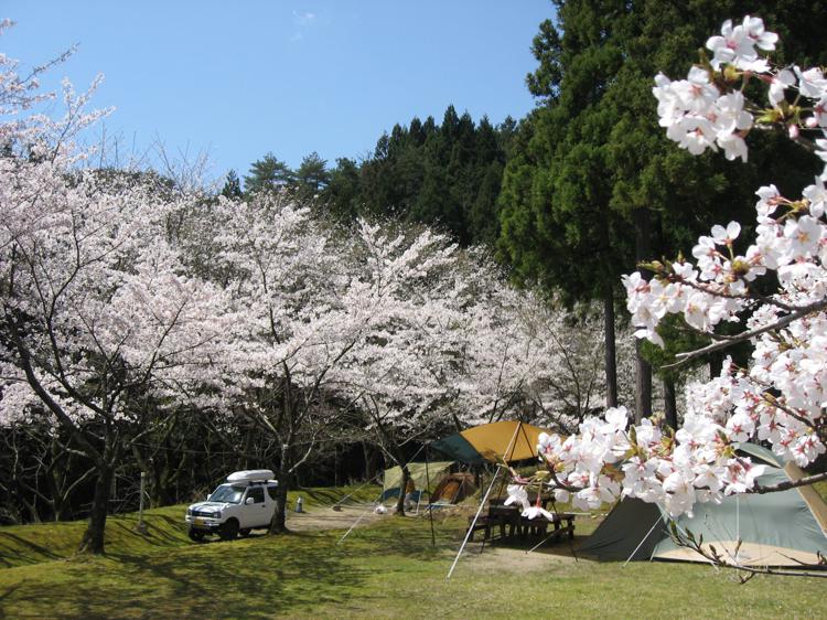 関西7選 キャンプも花見も楽しみたい 花見もできるキャンプ場を一挙紹介 キャンプ情報メディア キャンプバルーン