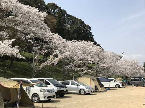 関西7選 キャンプも花見も楽しみたい 花見もできるキャンプ場を一挙紹介 キャンプ情報メディア キャンプバルーン