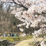【関西7選】キャンプも花見も楽しみたい！花見もできるキャンプ場を一挙紹介！