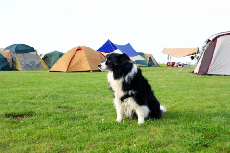 東北 ペット同伴可 愛犬と一緒に泊まれるキャンプ場5選 キャンプ情報メディア キャンプバルーン