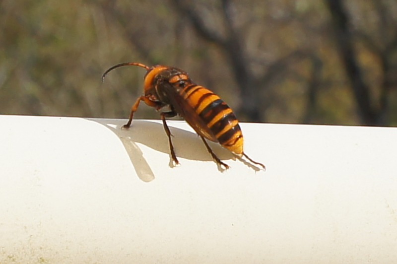 同梱不可】 ポイズンリムーバー キャンプ 応急処置 救急セット 虫さされ ハチ