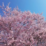 【長野県】桜が楽しめるキャンプ場5選！お花見をしながら春キャンプを満喫！