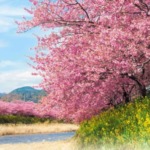 【静岡県】桜が楽しめるキャンプ場5選！お花見をしながら春キャンプを満喫！